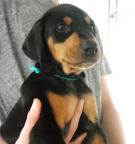 6 week old dobe puppies