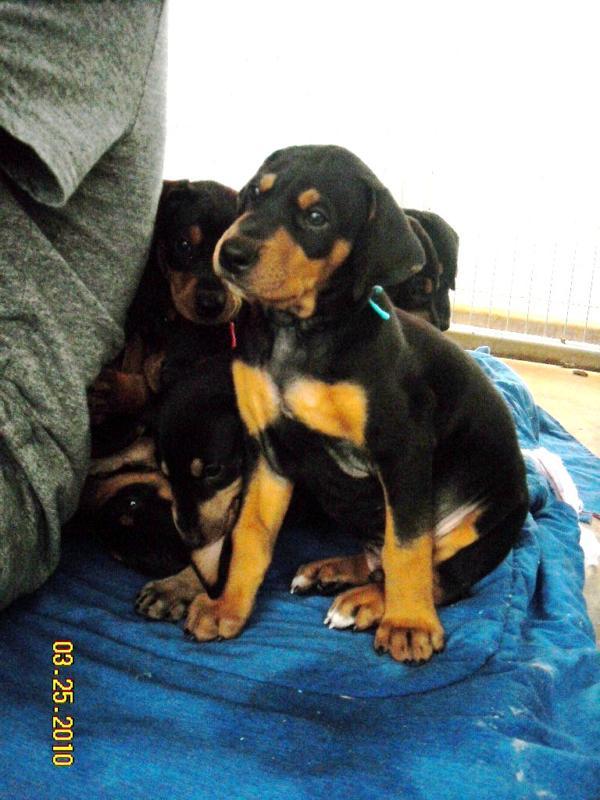 6 week old dobe puppies