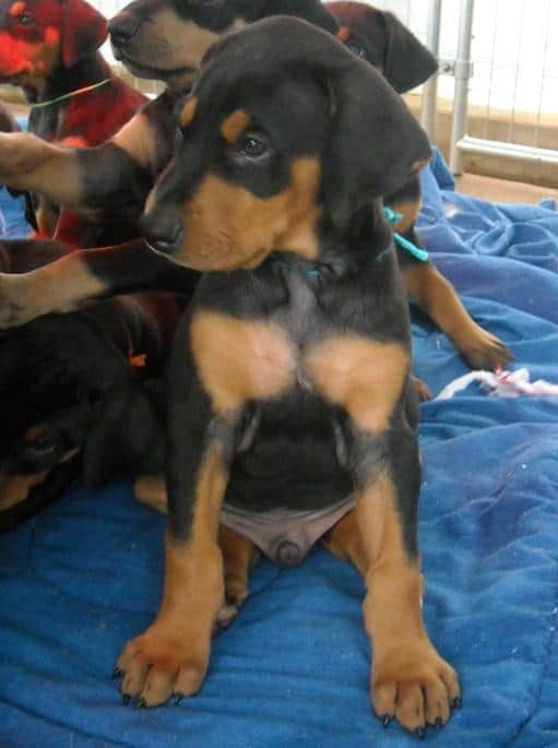 6 week old dobe puppies