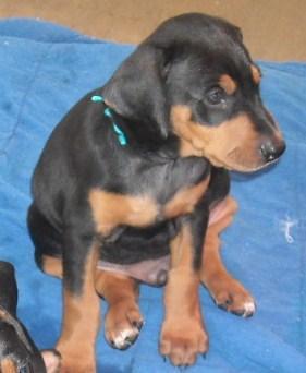 6 week old dobe puppies