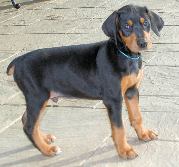 7 week old dobe puppies