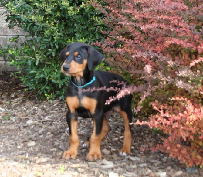7 week old dobe puppies