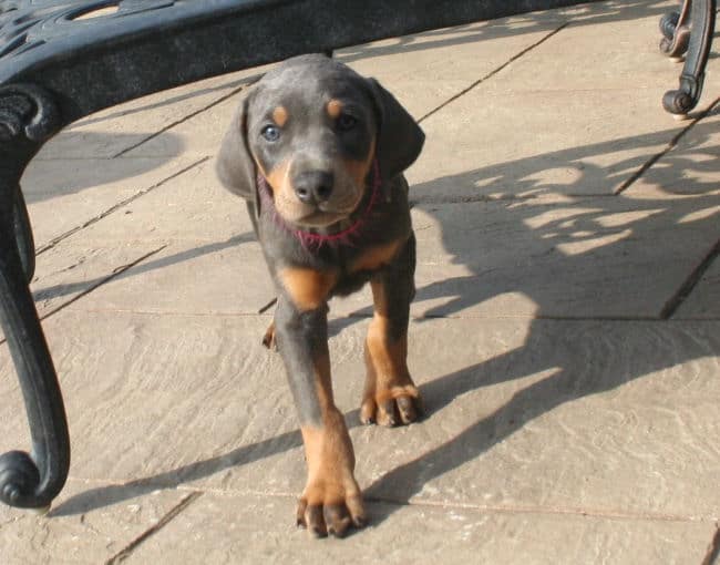 7 week old blue & rust doberman female puppy