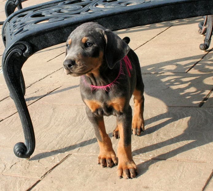 7 week old blue & rust doberman female puppy