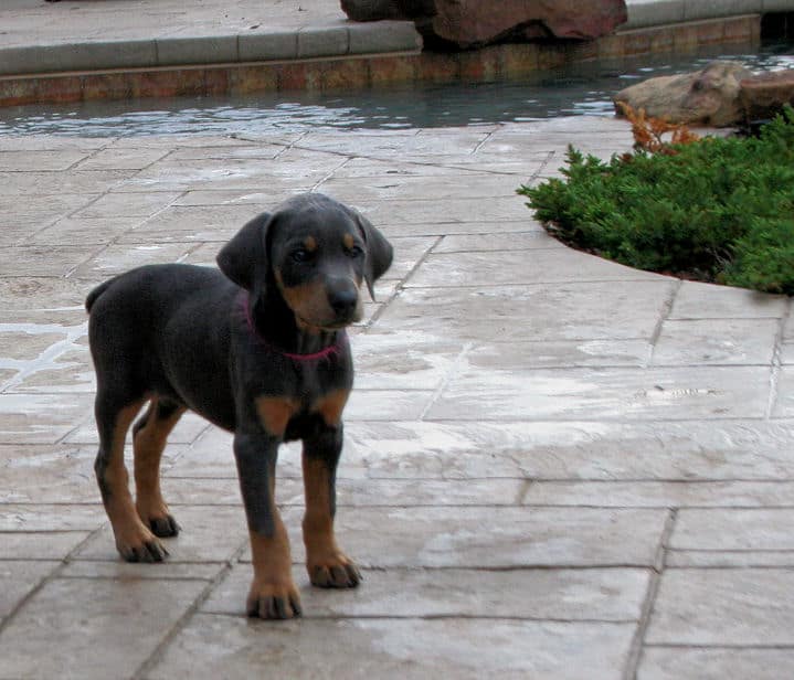 7 week old blue & rust doberman female puppy