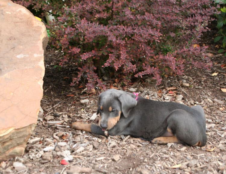 7 week old blue & rust doberman female puppy