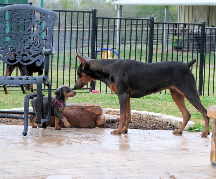 7 week old blue & rust doberman female puppy