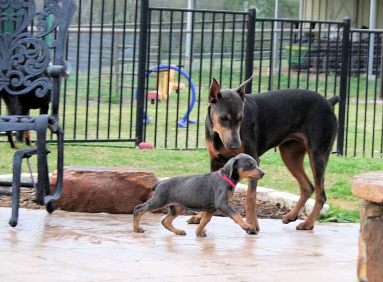 7 week old blue & rust doberman female puppy