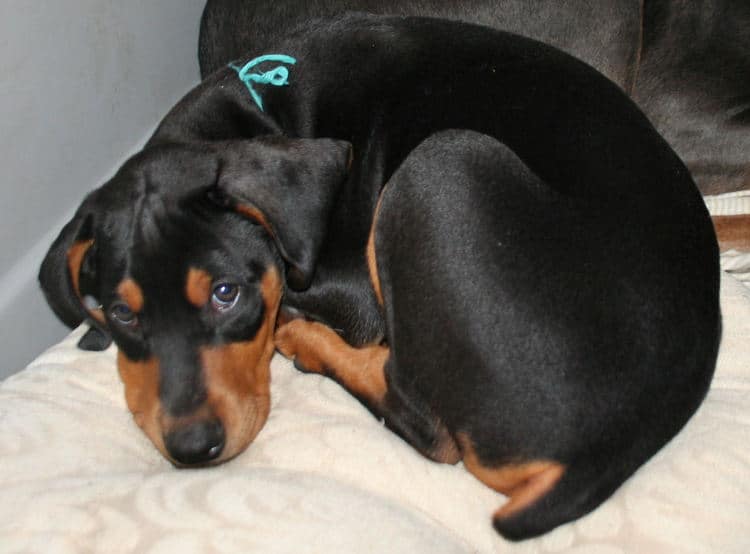 8 week old black & rust doberman male puppy