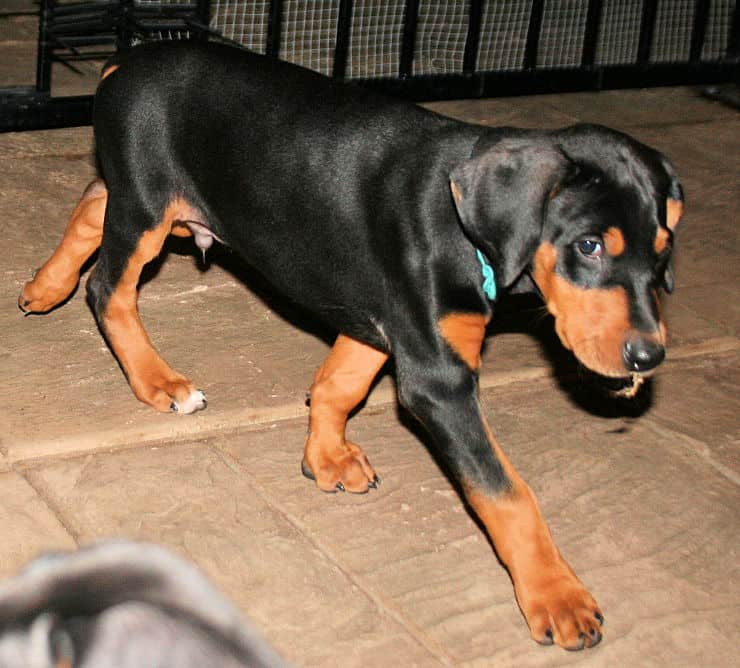 8 week old black & rust doberman male puppy
