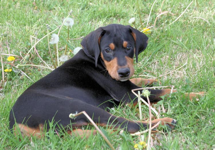9 week old black & rust doberman male puppy