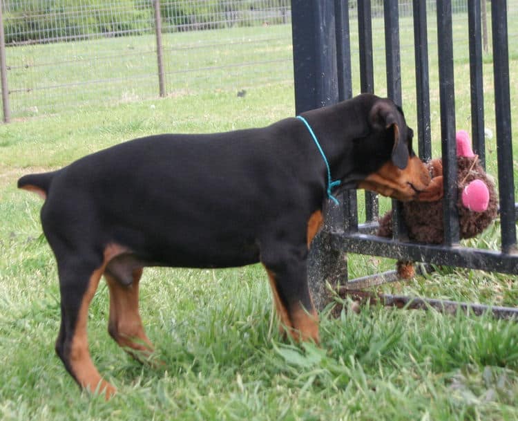 9 week old black & rust doberman male puppy