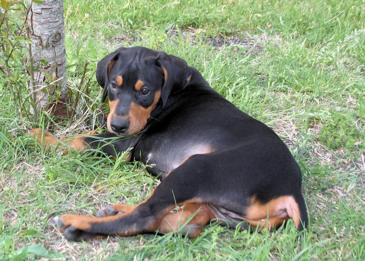 9 week old black & rust doberman male puppy