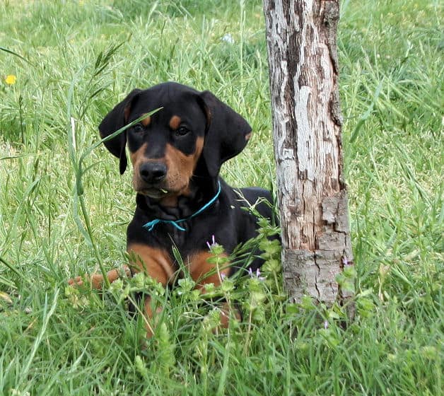9 week old black & rust doberman male puppy