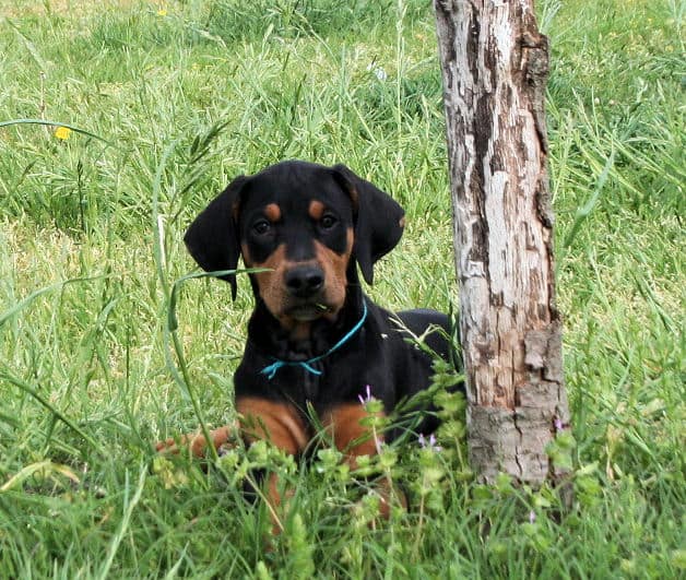 9 week old black & rust doberman male puppy