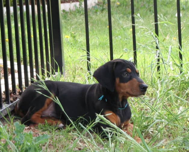 9 week old black & rust doberman male puppy