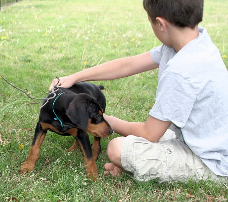 9 week old black & rust doberman male puppy