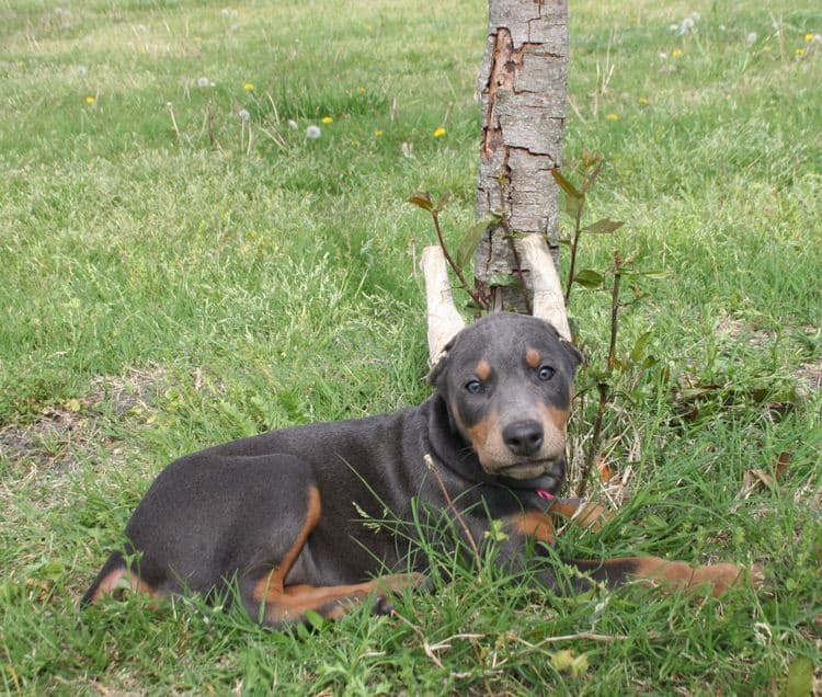 Cropped blue & rust doberman female puppy