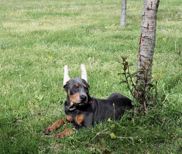 Cropped blue & rust doberman female puppy