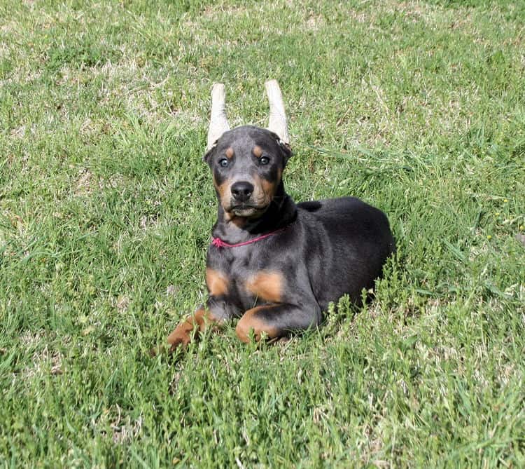 Cropped blue & rust doberman female puppy