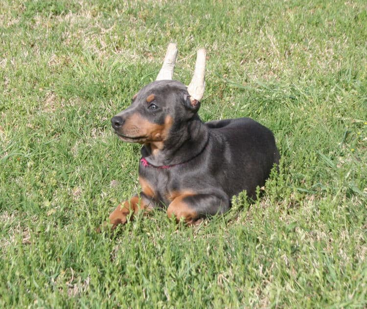 Cropped blue & rust doberman female puppy