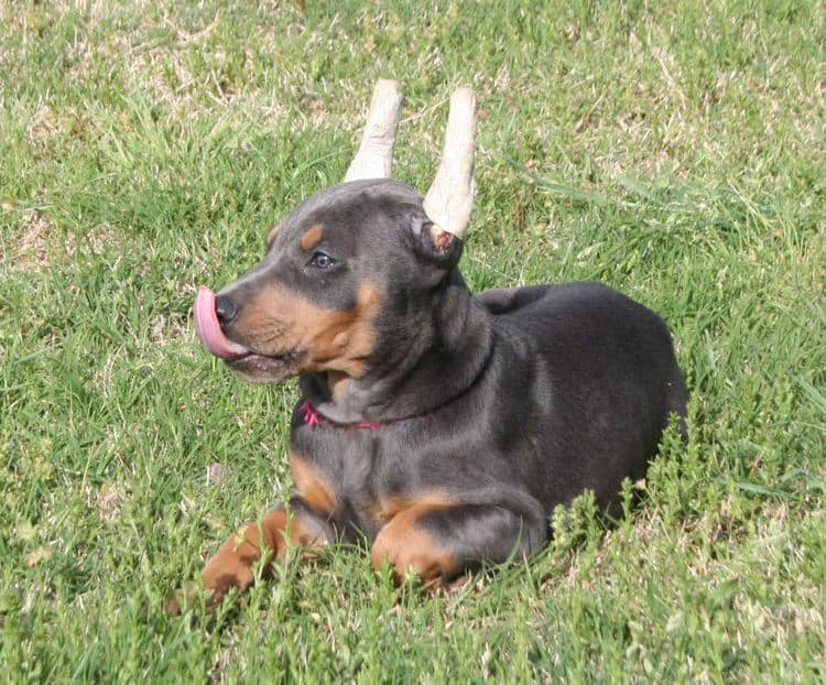Cropped blue & rust doberman female puppy