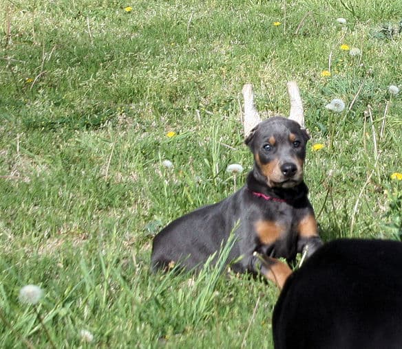 Cropped blue & rust doberman female puppy