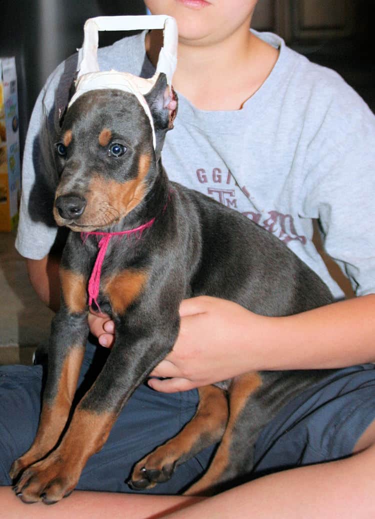 Cropped blue & rust doberman female puppy