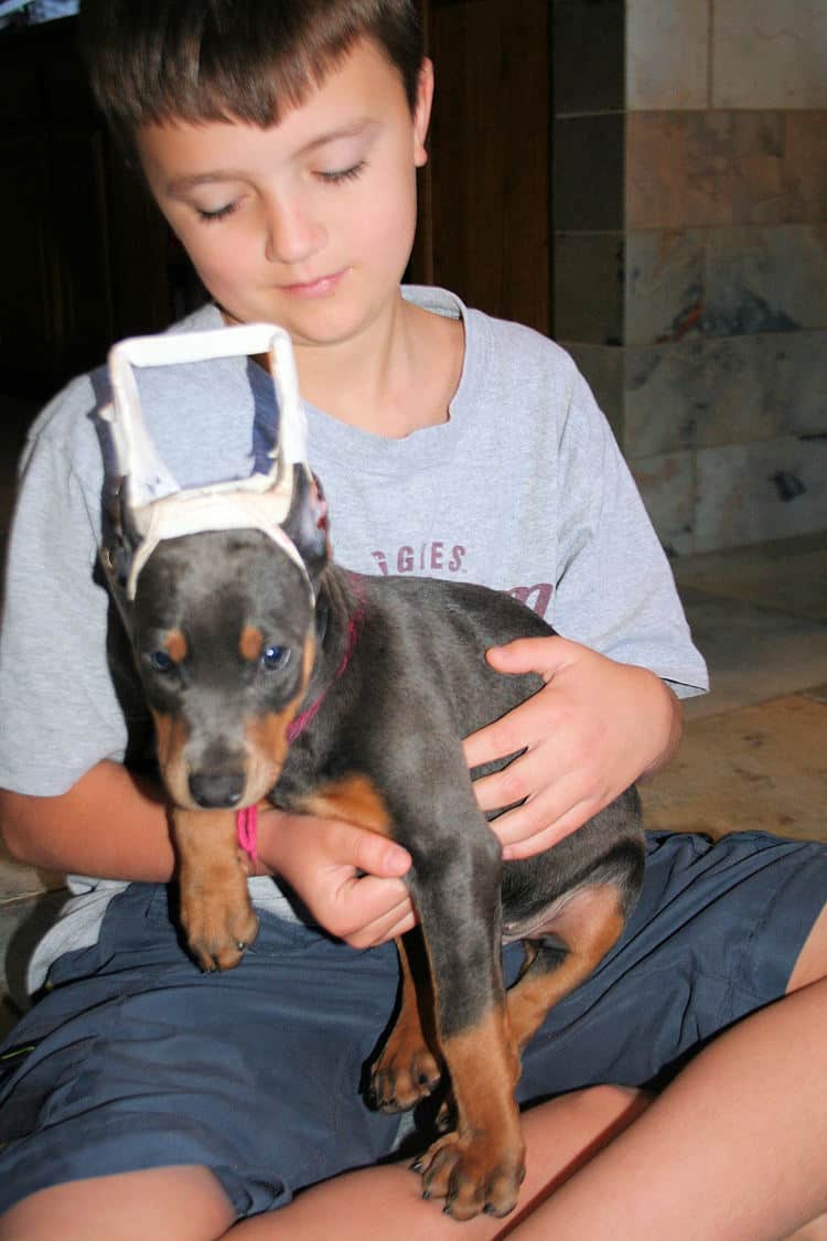 Cropped blue & rust doberman female puppy