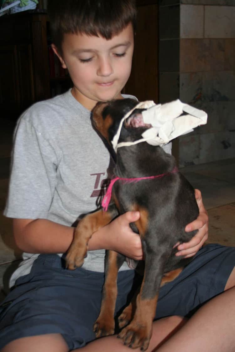 Cropped blue & rust doberman female puppy