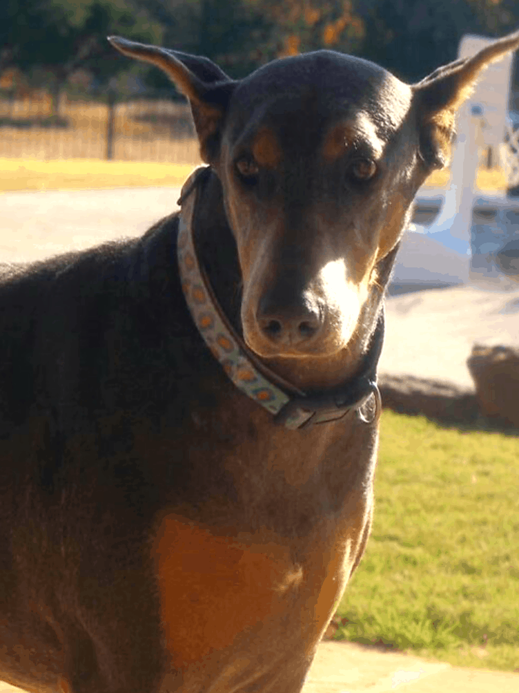 blue and rust female doberman