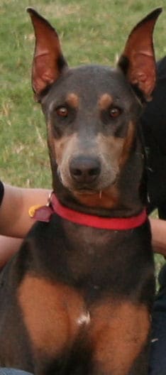 blue female doberman pup