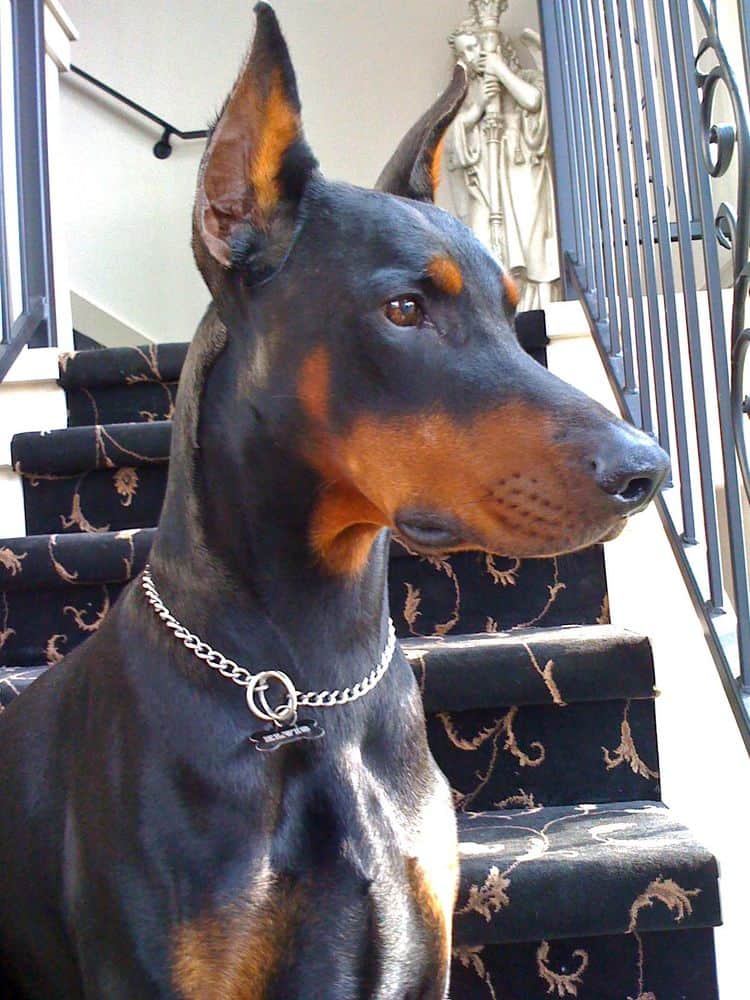 Black and rust male doberman sire