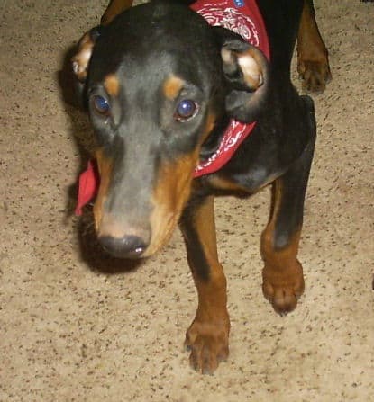 dobie