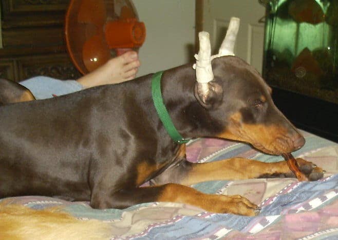 doberman puppie