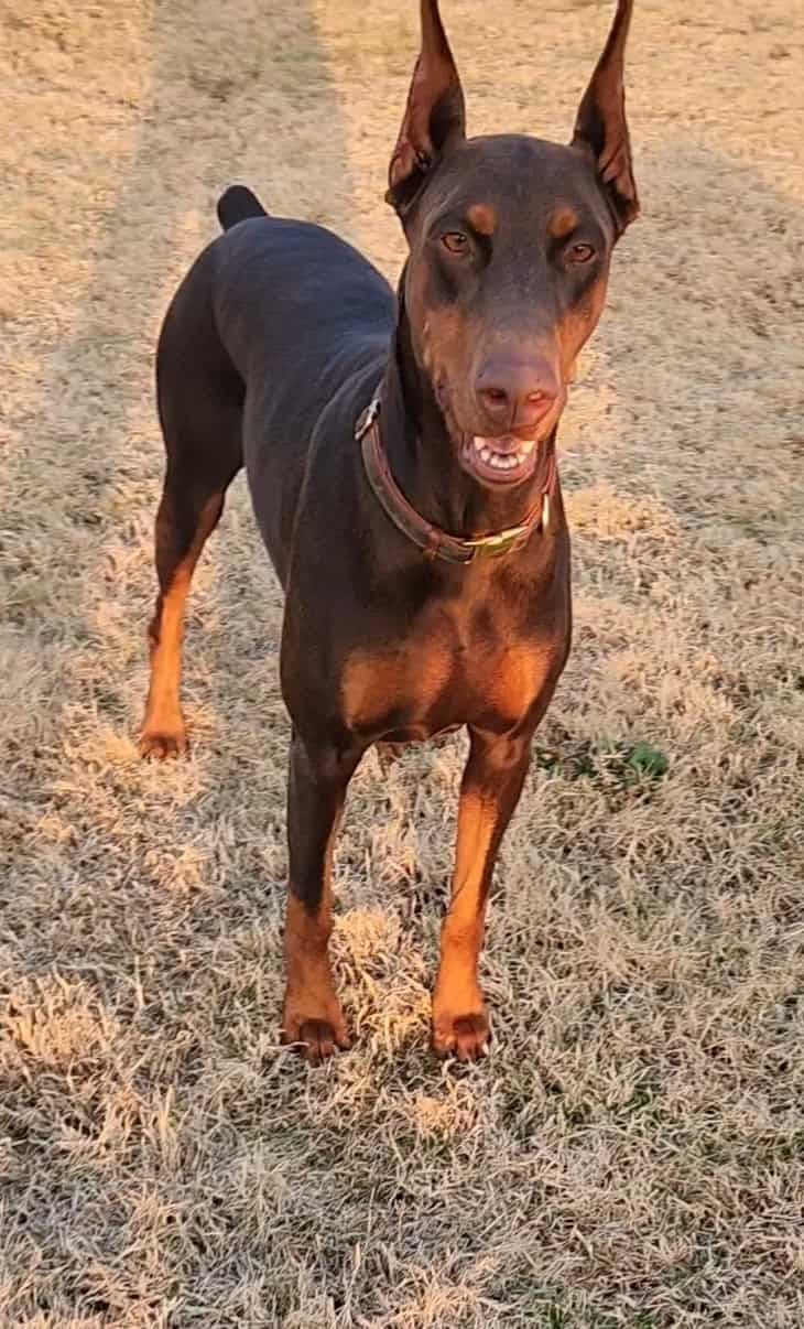 red rust female doberman