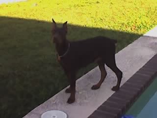 doberman 4 month old male pup