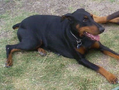 Jadzia - female doberman
