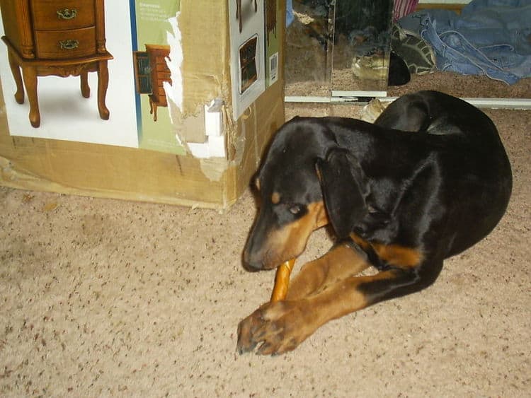 doberman puppie