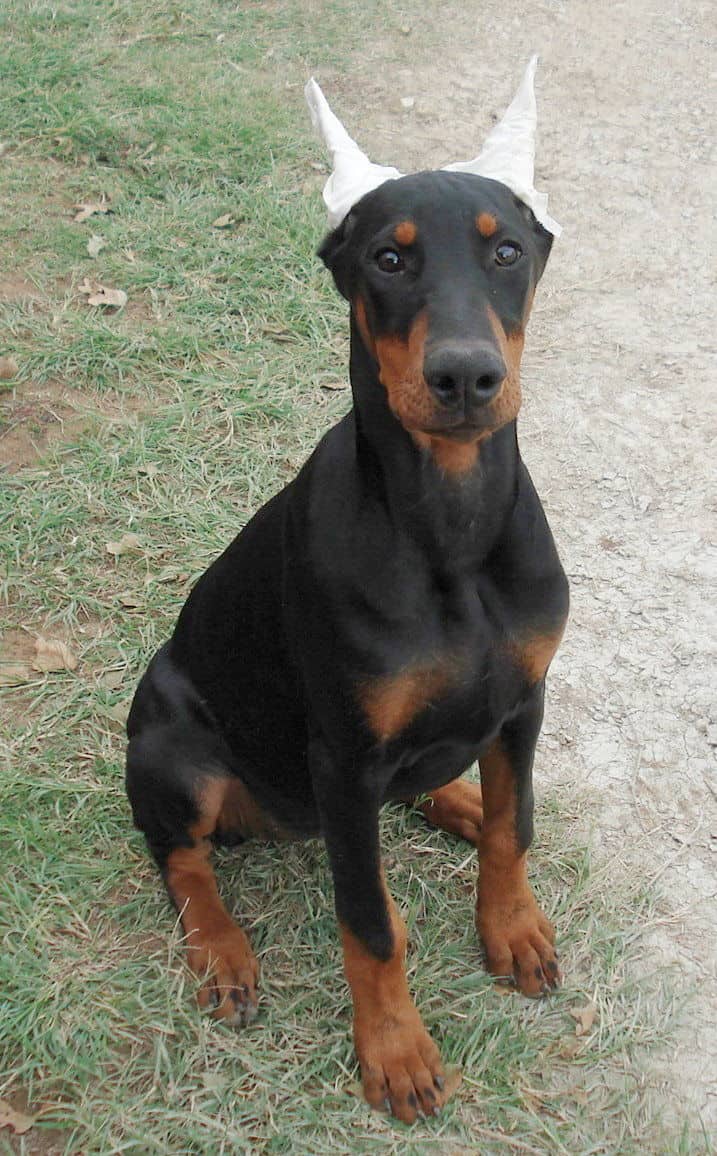 Doberman puppie