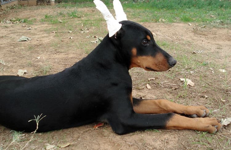 Doberman puppie