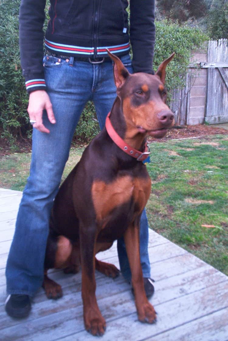 Doberman male