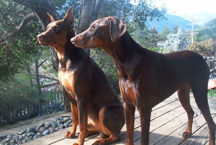 Doberman male