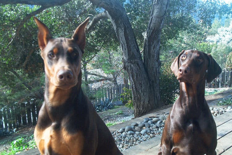 Doberman male