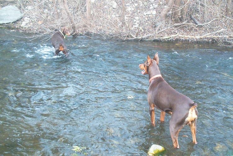 Doberman male