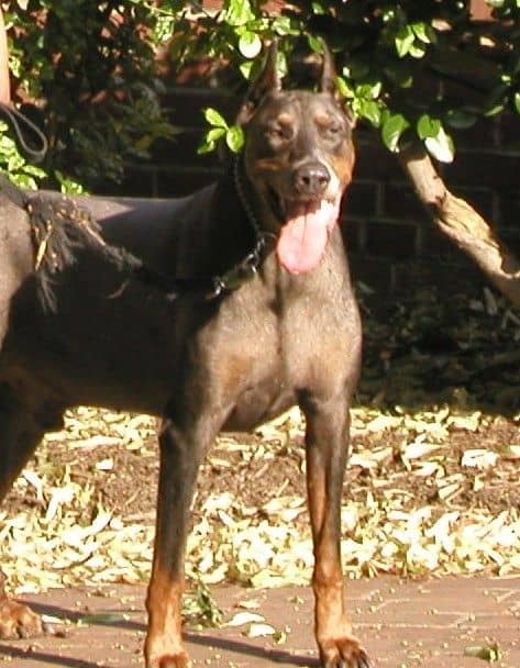 Doberman Pinscher