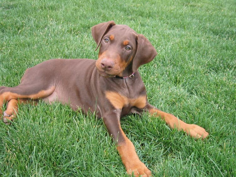 Dobe pup