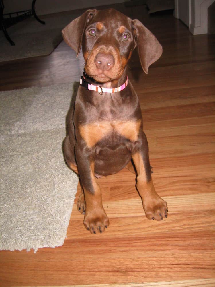 Doberman Pinscher puppy