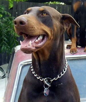 doberman sire
