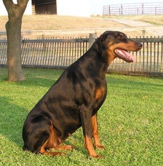 Female Doberman Pinscher